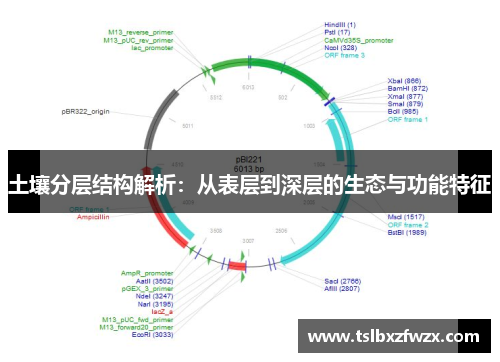 土壤分层结构解析：从表层到深层的生态与功能特征